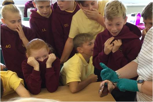 Year 6 Learning about the Heart